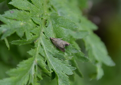 Dichrorampha aeratana