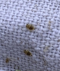 Corixoidea