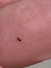 Corixoidea