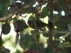 Zosterops lateralis chloronotus