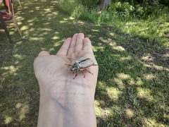 Melolontha melolontha