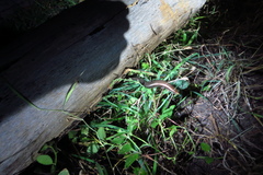 Marisora brachypoda