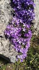 Campanula arvatica