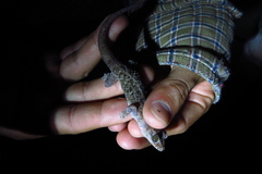 Phyllodactylus tuberculosus