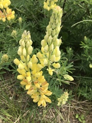 Lupinus arboreus
