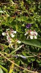 Teucrium pyrenaicum