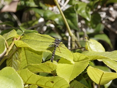 Austroaeschna christine
