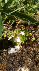 Teucrium pyrenaicum