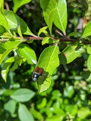 Phyllopertha horticola