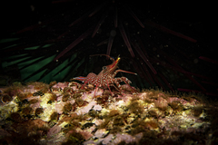 Rhynchocinetes serratus