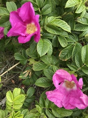 Rosa rugosa