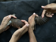 Pachycephala cinerea