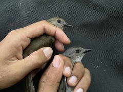 Pachycephala cinerea
