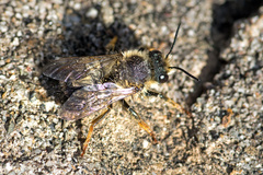 Megachile pyrenaica