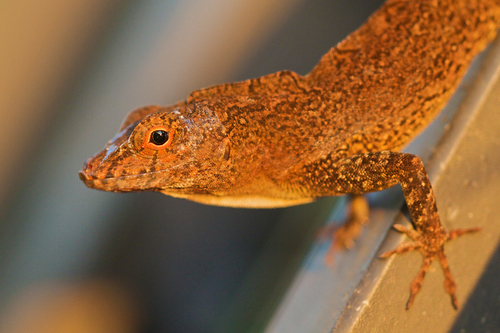 Crested Anole