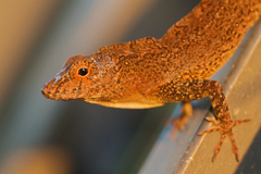 Crested Anole photo 2