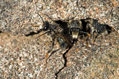 Megachile pyrenaica