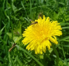 Meliscaeva cinctella