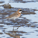 Tibetan Sand-Plover - Photo (c) Wich’yanan L, some rights reserved (CC BY), uploaded by Wich’yanan L