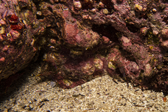 Rhynchocinetes serratus