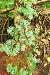 Elaphoglossum peltatum