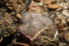 Distaplia rosea