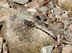 Austroaeschna christine