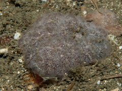 Distaplia rosea