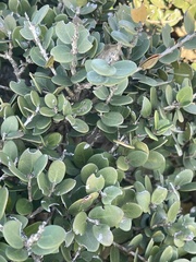 Eugenia capensis capensis