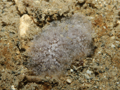 Distaplia rosea