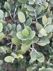 Eugenia capensis capensis