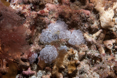Distaplia rosea