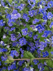 Veronica chamaedrys