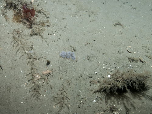 Obelia longissima