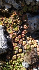 Sempervivum vicentei