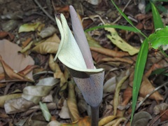 Amorphophallus commutatus