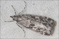 Scoparia syntaracta