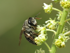 Suandrena