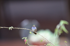 Selasphorus flammula