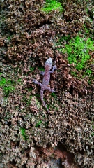 Hemidactylus parvimaculatus