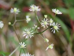Thalictrum javanicum