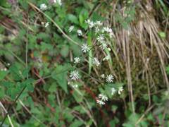Thalictrum javanicum