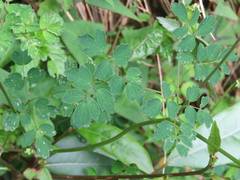 Thalictrum javanicum