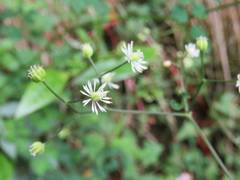 Thalictrum javanicum