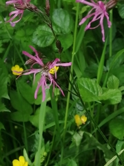 Silene flos-cuculi