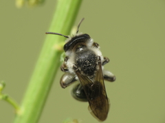 Suandrena