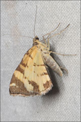 Chrysolarentia oxygona