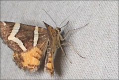 Chrysolarentia oxygona