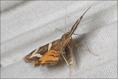 Chrysolarentia oxygona