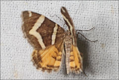 Chrysolarentia oxygona